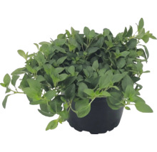 Oregano proaspăt în ghiveci de plastic negru