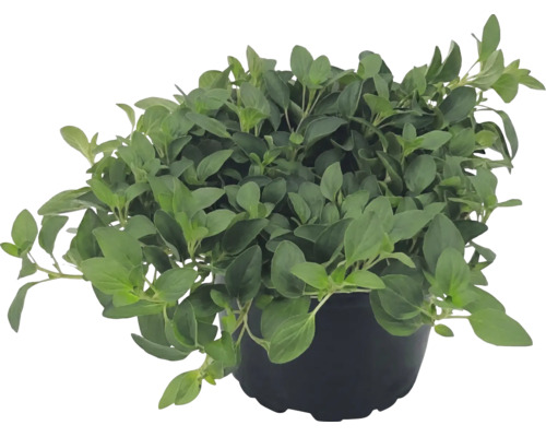 Oregano proaspăt în ghiveci de plastic negru