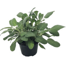 Planta de salvie Salvia officinalis in ghiveci de plastic negru.