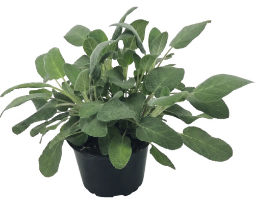 Planta de salvie Salvia officinalis in ghiveci de plastic negru.