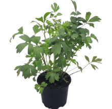 Leuștean în ghiveci de plastic negru, frunze verzi proaspete, ierburi aromatice.