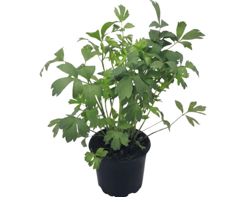 Leuștean în ghiveci de plastic negru, frunze verzi proaspete, ierburi aromatice.