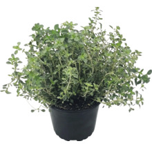 Plantă de cimbru în ghiveci de plastic negru pentru grădina de plante aromatice.