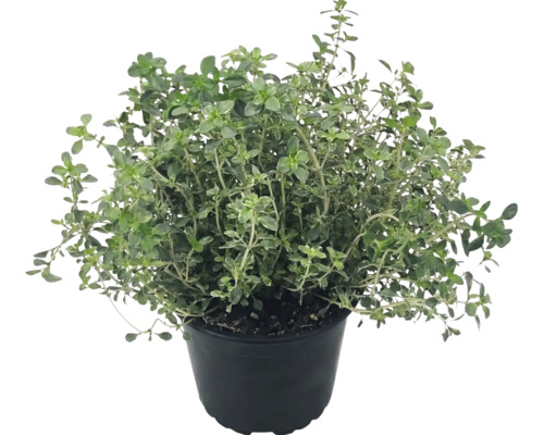 Plantă de cimbru în ghiveci de plastic negru pentru grădina de plante aromatice.