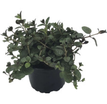 Plantă de oregano în ghiveci negru, plante aromatice pentru grădină și balcon.