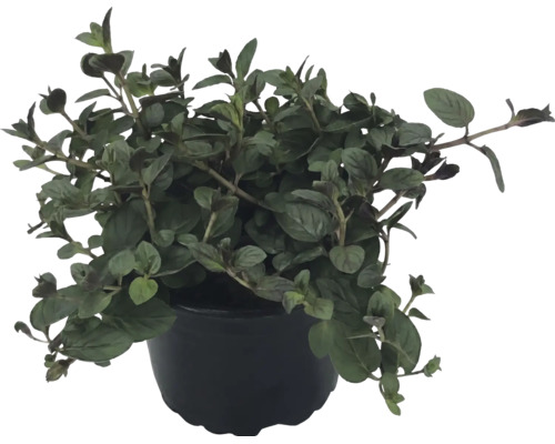 Plantă de oregano în ghiveci negru, plante aromatice pentru grădină și balcon.