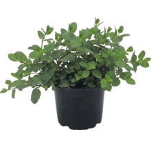 Mentă proaspătă în ghiveci de plastic negru, Mentha, ierburi aromatice