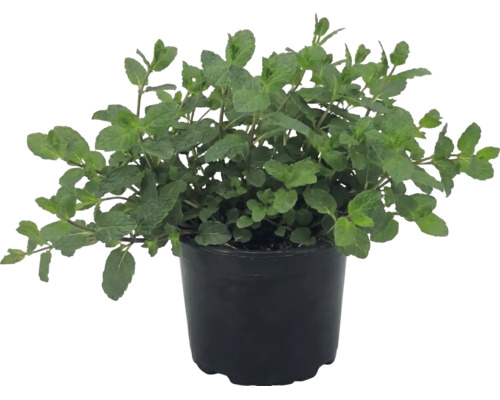 Mentă proaspătă în ghiveci de plastic negru, Mentha, ierburi aromatice