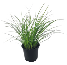 Plantă ornamentală verde într-un ghiveci de plastic negru.