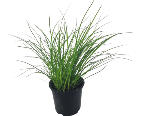 Plantă ornamentală verde într-un ghiveci de plastic negru.