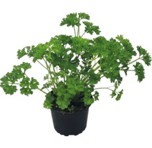 Pătrunjel creț într-un ghiveci de plastic negru.