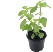 Plantă de busuioc într-un ghiveci din plastic negru cu frunze verzi.