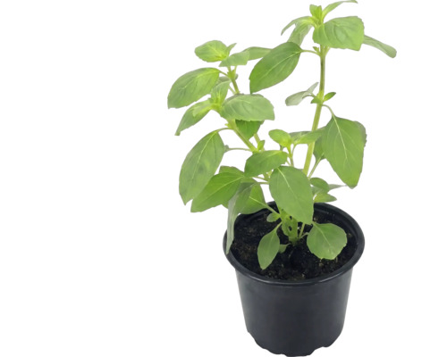 Plantă de busuioc într-un ghiveci din plastic negru cu frunze verzi.