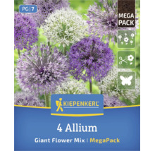 Kiepenkerl Logo, 4 bulbi Allium Giant Flower Mix, flori violete și albe, Mega Pack. Potrivit pentru flori tăiate și fluturi.