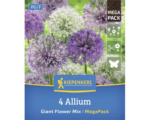 Kiepenkerl Logo, 4 bulbi Allium Giant Flower Mix, flori violete și albe, Mega Pack. Potrivit pentru flori tăiate și fluturi.