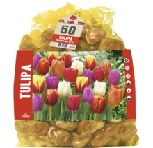50 de bulbi de lalele Florex Tulipa Triumph Mix într-o plasă cu imaginea produsului.
