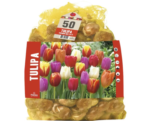 50 de bulbi de lalele Florex Tulipa Triumph Mix într-o plasă cu imaginea produsului.