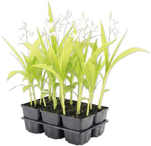 Set de 6 plante tinere cu frunze verzi alungite și flori albe într-o tăviță din plastic negru.