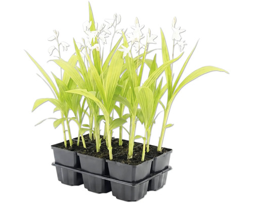 Set de 6 plante tinere cu frunze verzi alungite și flori albe într-o tăviță din plastic negru.
