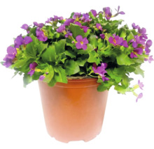 Aubrieta cu flori mov într-un ghiveci din plastic.