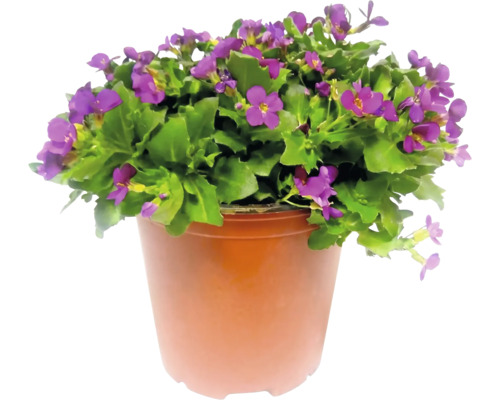 Aubrieta cu flori mov într-un ghiveci din plastic.