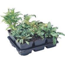 Diverse plante verzi tinere și răsaduri într-o tăviță din plastic negru cu șase compartimente.