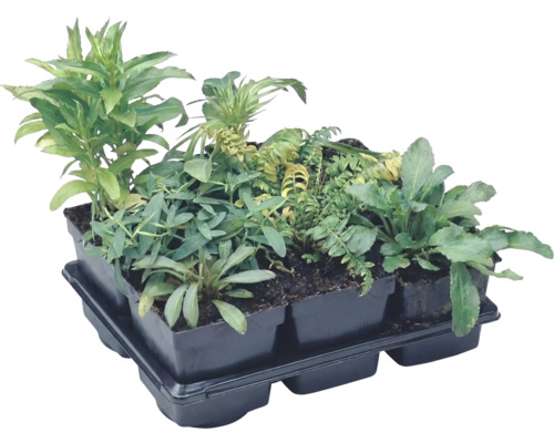 Diverse plante verzi tinere și răsaduri într-o tăviță din plastic negru cu șase compartimente.