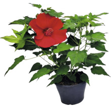 Plantă de hibiscus cu o floare mare roșie și frunze verzi într-un ghiveci negru.