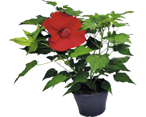 Plantă de hibiscus cu o floare mare roșie și frunze verzi într-un ghiveci negru.