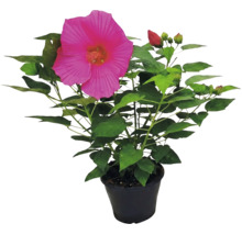 Hibiscus uriaș Hibiscus moscheutos cu floare mare roz și frunze verzi în ghiveci negru.