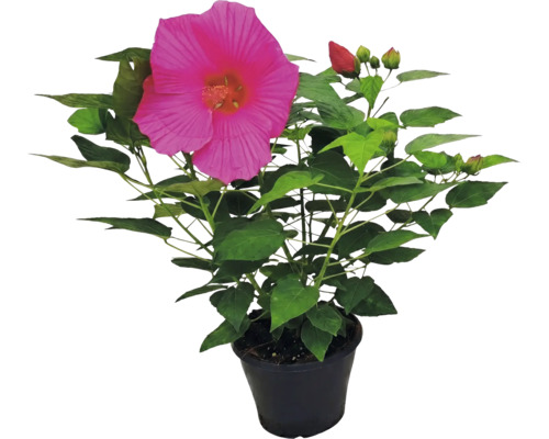 Hibiscus uriaș Hibiscus moscheutos cu floare mare roz și frunze verzi în ghiveci negru.