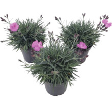 Trei garoafe Dianthus cu flori roz și frunze gri-verzui în ghivece negre.