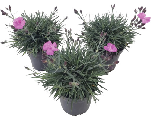Trei garoafe Dianthus cu flori roz și frunze gri-verzui în ghivece negre.