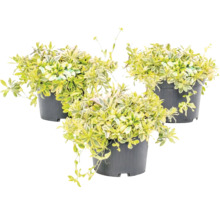Trei plante Sedum cu frunze variegate în ghivece din plastic negru.