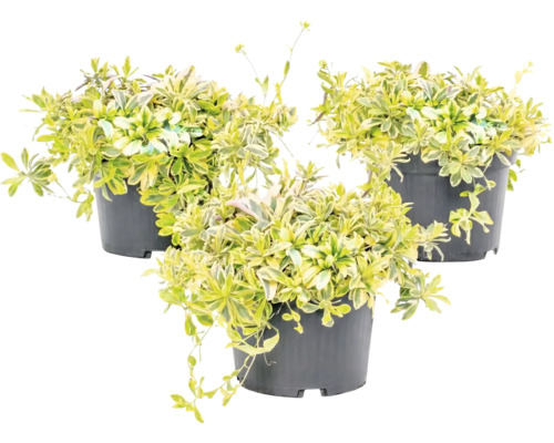 Trei plante Sedum cu frunze variegate în ghivece din plastic negru.