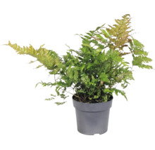 Ferigă Dryopteris erythrosora în ghiveci de plastic gri