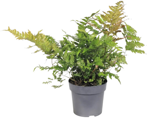 Ferigă Dryopteris erythrosora în ghiveci de plastic gri