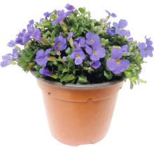 Plantă Aubrieta înflorită într-un ghiveci de plastic maro.