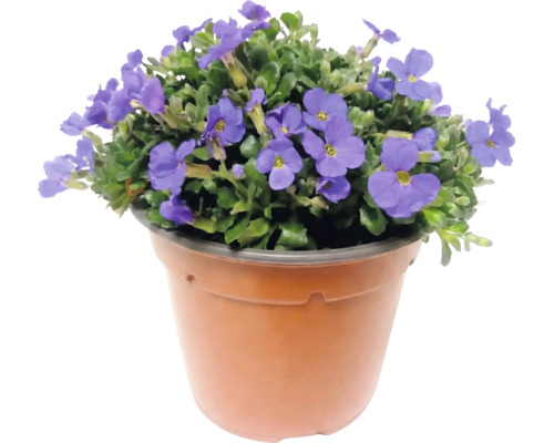 Plantă Aubrieta înflorită într-un ghiveci de plastic maro.