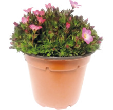 Saxifraga cu flori roz într-un ghiveci de plastic maro.