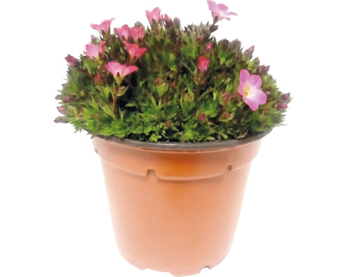 Saxifraga cu flori roz într-un ghiveci de plastic maro.