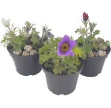 Trei plante Pulsatilla dedițel în diverse culori în ghivece din plastic.