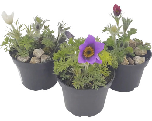 Trei plante Pulsatilla dedițel în diverse culori în ghivece din plastic.