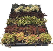 Diverse soiuri de Sedum în ghivece mici de plastic, aranjate într-o tavă de cultură.
