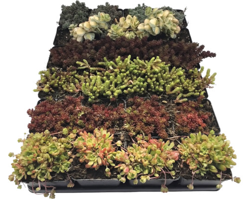 Diverse soiuri de Sedum în ghivece mici de plastic, aranjate într-o tavă de cultură.