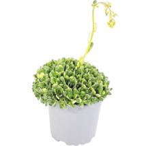 Plantă suculentă cu frunze verzi zimțate și flori galbene pe o tulpină lungă, într-un ghiveci din plastic gri.