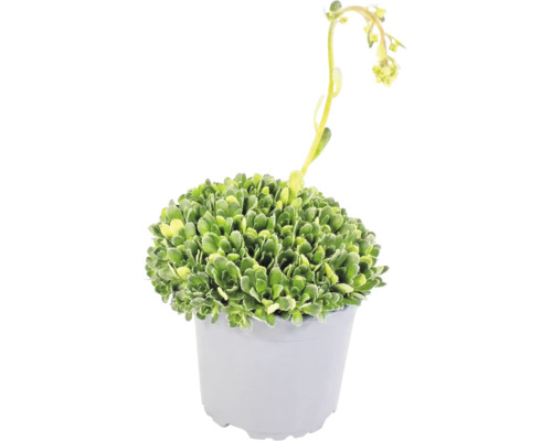 Plantă suculentă cu frunze verzi zimțate și flori galbene pe o tulpină lungă, într-un ghiveci din plastic gri.