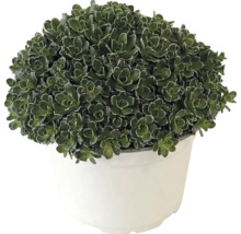 Sedum cu frunze verzi dense într-un ghiveci de plastic alb.