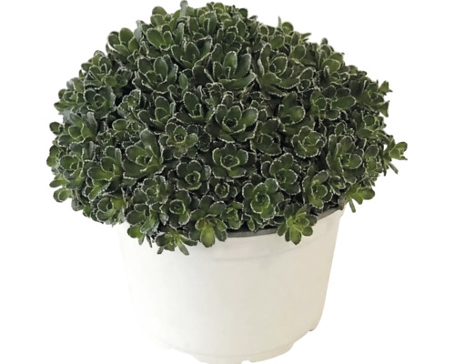 Sedum cu frunze verzi dense într-un ghiveci de plastic alb.