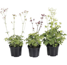 Trei plante de Astrantia major în ghivece de plastic negru cu flori în diferite culori.